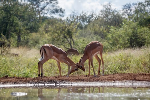 Two young Common Impala male dueling at waterhole in Kruger National park, South Africa ; Specie Aepyceros melampus family of Bovidae