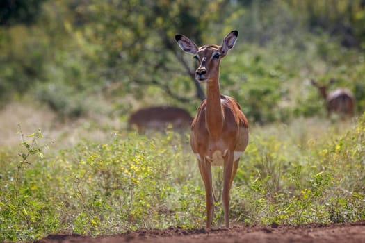 Common Impala in alert front view in Kruger National park, South Africa ; Specie Aepyceros melampus family of Bovidae