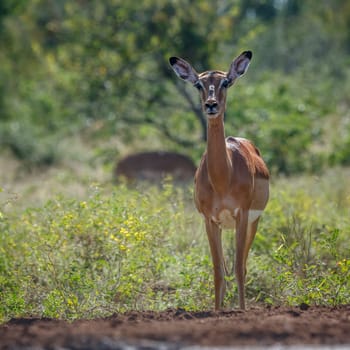 Common Impala in alert front view in Kruger National park, South Africa ; Specie Aepyceros melampus family of Bovidae