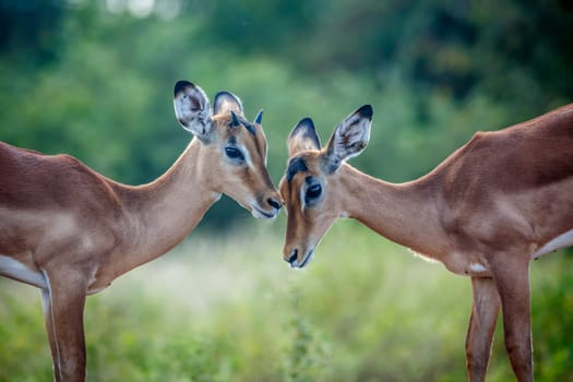 Two young Common Impala bonding in Kruger National park, South Africa ; Specie Aepyceros melampus family of Bovidae