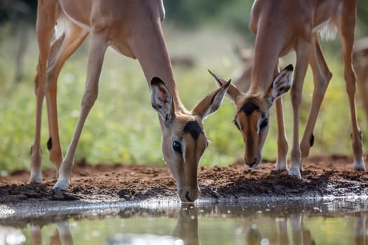 Common Impala drinking  at waterhole in Kruger National park, South Africa ; Specie Aepyceros melampus family of Bovidae
