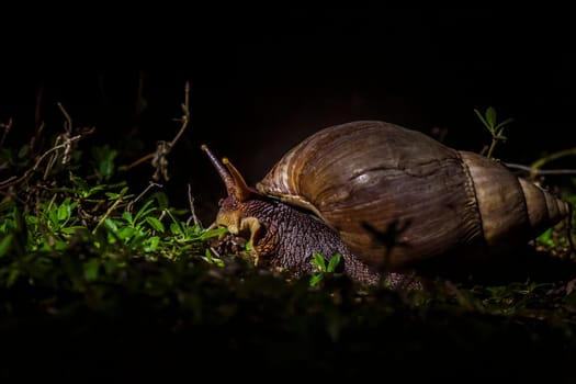 Giant African land snail moving in the grass by night in Kruger National park, South Africa ; Specie Lissachatina fulica family of Lissachatina fulica