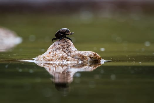 Dung beetle standing on a rock in middle of water in Kruger National park, South Africa ; Specie Scarabaeus viettei family of Coleoptera