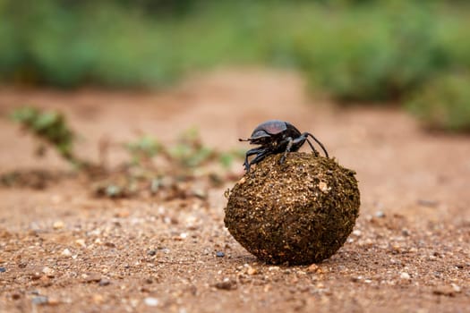 Dung beetle rolling elephant feces ball in Kruger National park, South Africa ; Specie Scarabaeus viettei family of Scarabaeoidea