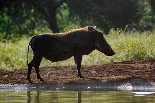 Common warthog standing at waterhole side view backlit in Kruger National park, South Africa ; Specie Phacochoerus africanus family of Suidae
