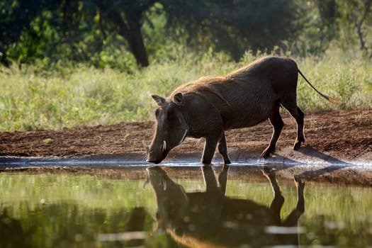 Common warthog drinking in waterhole with reflection in Kruger National park, South Africa ; Specie Phacochoerus africanus family of Suidae