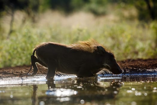 Common warthog bathing in waterhole backlit in Kruger National park, South Africa ; Specie Phacochoerus africanus family of Suidae