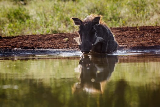 Common warthog bathing in waterhole with reflection in Kruger National park, South Africa ; Specie Phacochoerus africanus family of Suidae