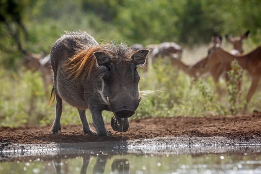 Common warthog drinking at waterhole front view backlit in Kruger National park, South Africa ; Specie Phacochoerus africanus family of Suidae
