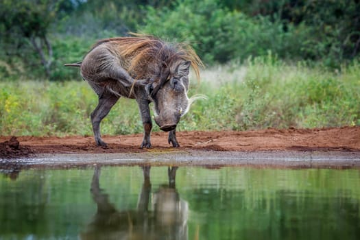 Common warthog grooming with oxpecker on head in Kruger National park, South Africa ; Specie Phacochoerus africanus family of Suidae