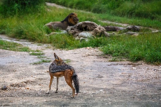 Black backed jackal watching lion with prey in Kruger national park, South Africa ; Specie Canis mesomelas family of Canidae