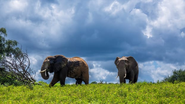 Two African bush elephant in yellow flowers meadow in Kruger National park, South Africa ; Specie Loxodonta africana family of Elephantidae