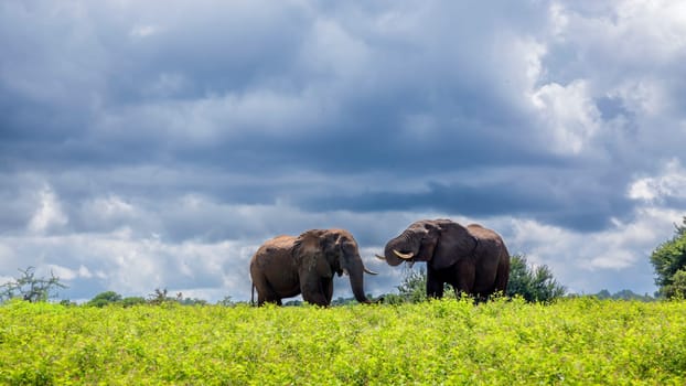 Two African bush elephant in yellow flowers meadow in Kruger National park, South Africa ; Specie Loxodonta africana family of Elephantidae