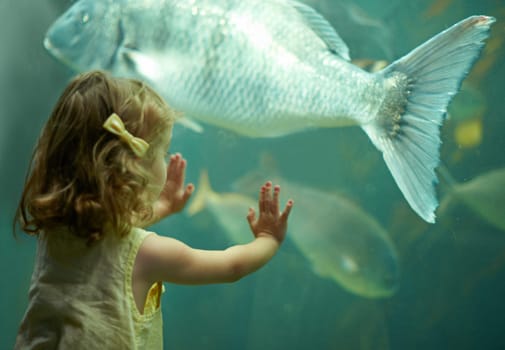 Girl, aquarium and kid looking at fish for learning, curiosity and knowledge, development and nature. Education, fishtank and child watching marine life or animals swim underwater in oceanarium