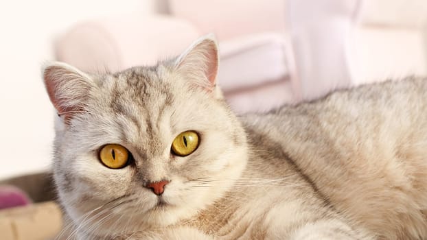Fluffy kitty looking at camera on pink background, front view. Cute young short hair white cat sitting in front of pink background with copy space. Stripped kitten with yellow eyes.