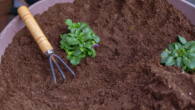 Taking care planting seedling with small garden rake in the soil. New sprout on sunny day in the garden in summer. Planting new flowers in spring