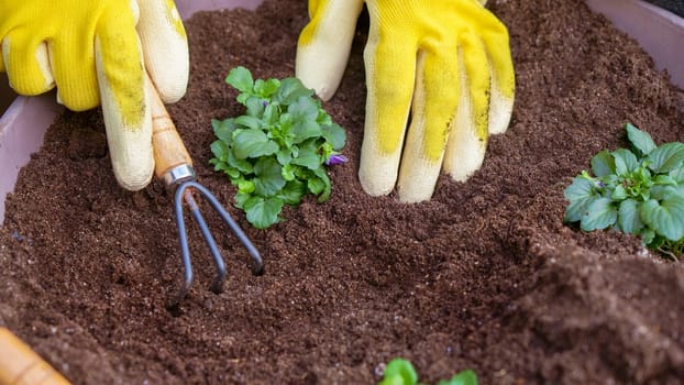 Human hands in yellow gloves taking care planting seedling with small garden rake in the soil. New sprout on sunny day in the garden in summer.