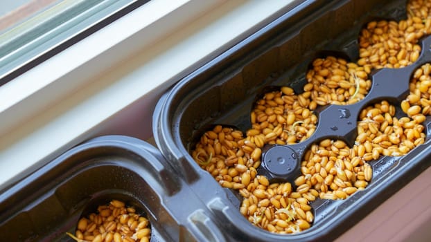 Young sprouts of barley with dew drops during germinating seeds in the ground in flower pot on the window. Green grass for pets.