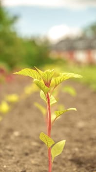 Fresh green sprouts of vegetables in spring on the field, soft focus. Growing young green seedling sprouts in cultivated agricultural farm field. Agricultural scene with red sprouts in soil