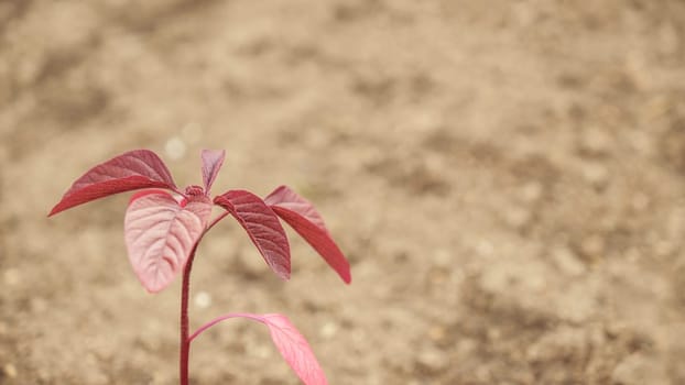 Fresh green sprouts of vegetables in spring on the field, soft focus. Growing young green seedling sprouts in cultivated agricultural farm field. Agricultural scene with red sprouts in soil