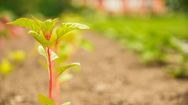 Fresh green sprouts of vegetables in spring on the field, soft focus. Growing young green seedling sprouts in cultivated agricultural farm field. Agricultural scene with red sprouts in soil