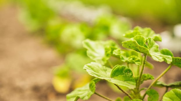 Fresh green sprouts of vegetables in spring on the field, soft focus. Growing young green seedling sprouts in cultivated agricultural farm field. Agricultural scene with red sprouts in soil