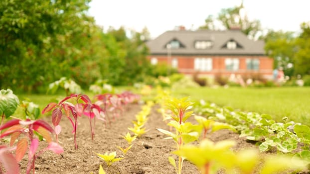 Straight rows of green and purple plants growing on huge farm field with farmhouse on background. Selective focus. Seedling growth. Bio.