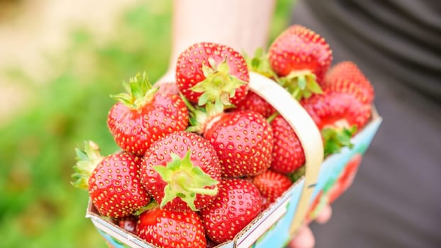 Hand holding basket with pile of fresh red strawberries after harvest on organic strawberry farm. Strawberries ready for export. Agriculture and ecological fruit farming concept