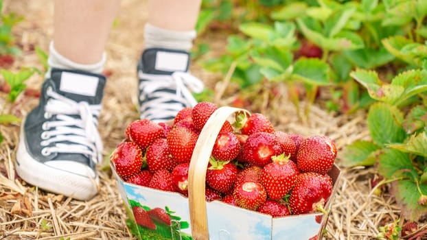 Full basket with fresh red strawberries after harvest on ground next to black shoes on organic strawberry farm. Strawberries ready for export. Agriculture and ecological fruit farming concept.
