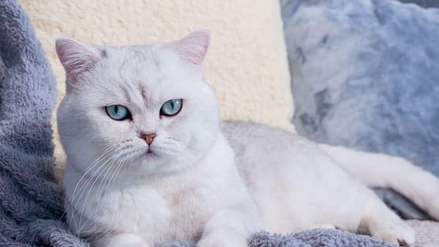 Fluffy white kitty looking at camera on blue background, front view. Cute young short hair white cat sitting in front of coloured background with copy space. White kitten with blue eyes.