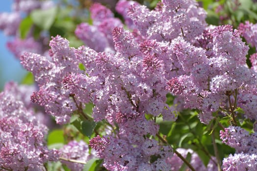 Twig beautiful varietal blooming lilac