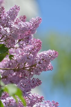 Twig beautiful varietal blooming lilac