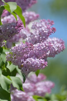 Twig beautiful varietal blooming lilac