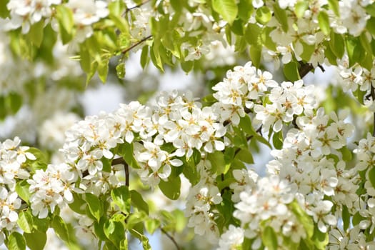 apple tree blooms profusely in spring