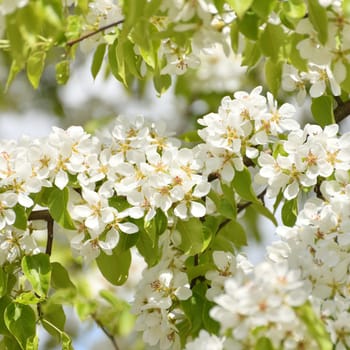 apple tree blooms profusely in spring