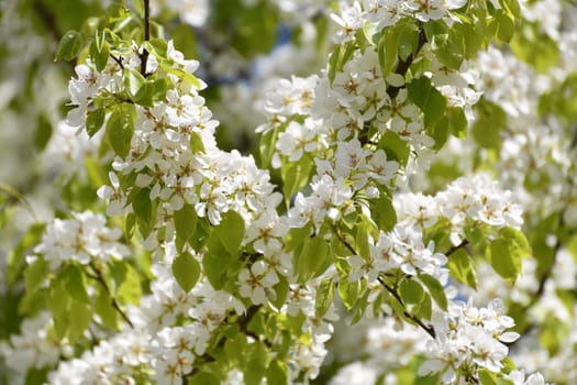 apple tree blooms profusely in spring