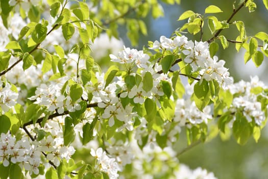 apple tree blooms profusely in spring