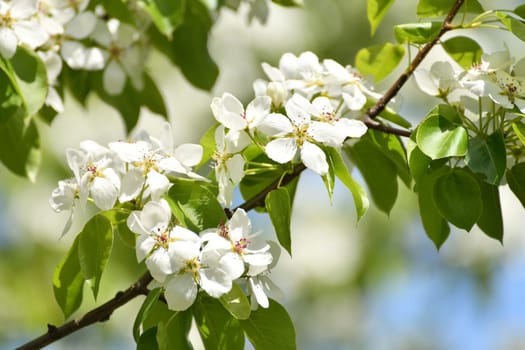 apple tree blooms profusely in spring