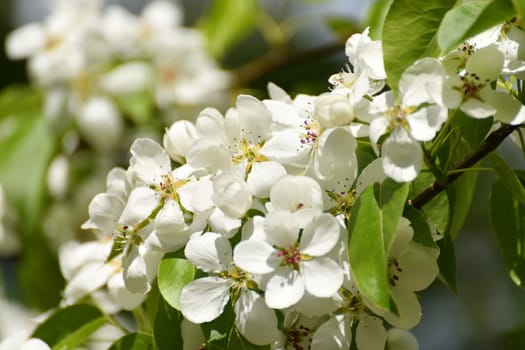 apple tree blooms profusely in spring