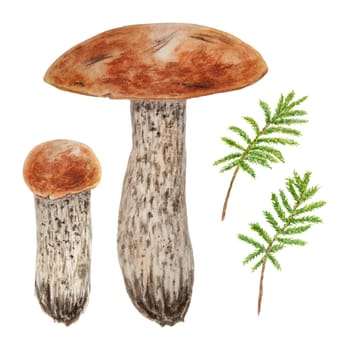 Wild mushroom and moss watercolor hand drawn botanical realistic illustration. Forest boletus isolated on white background. Great for printing on fabric, postcards, invitations, menus, book of recipes