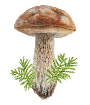 Wild mushroom and moss watercolor hand drawn botanical realistic illustration. Forest boletus isolated on white background. Great for printing on fabric, postcards, invitations, menus, book of recipes
