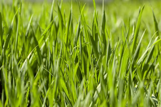 Background of green grass on a summer day