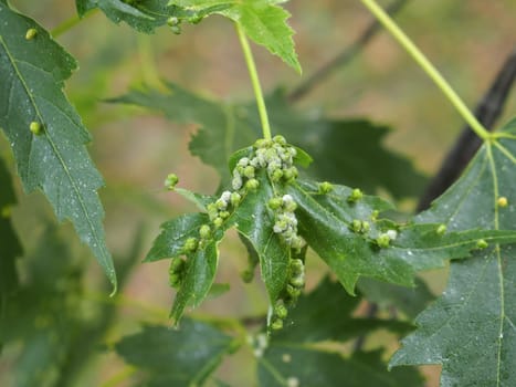 Disease of maple leaves closeup. Damage to gall mites. Phyllocoptes fockeui. Sick leaf of Acer saccharinum infected with mite Eriophyidae. Plant parasites.The concept of protection nature. Soft focus