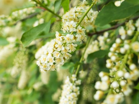 White wedding flowers. Bird cherry tree in blossom. Close-up of a flowering Prunus Avium branch with white little blossoms. View of a blooming sweet bird-cherry tree in spring. Soft focus