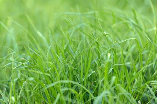 Background of green grass on a summer day