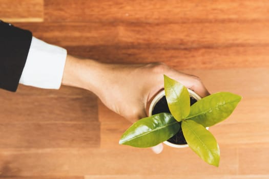 Top view businessman hold young plant for sustainable future on office table. Environmental friendly concept promote clean energy and zero emission. Green business for nature conservation. Alter