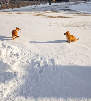 Two small mongrel dogs are running on the street in the snow, a place for text at the bottom.