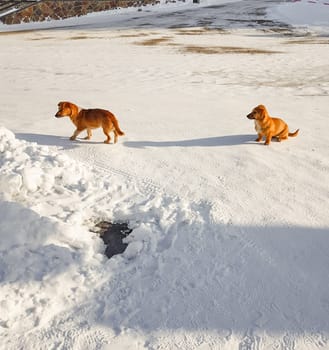 Two small mongrel dogs are running on the street in the snow, a place for text at the bottom.