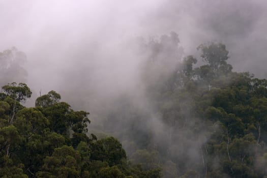 Fog and morning mist touch the treetops from a mountaintop, illuminated by rays of sunlight.