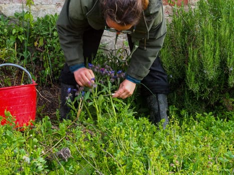woman farmer harvesting spring veggies from organic vegetable garden hires image